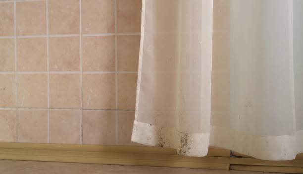 Best Asbestos and Lead Testing During Mold Inspection  in Ely, NV