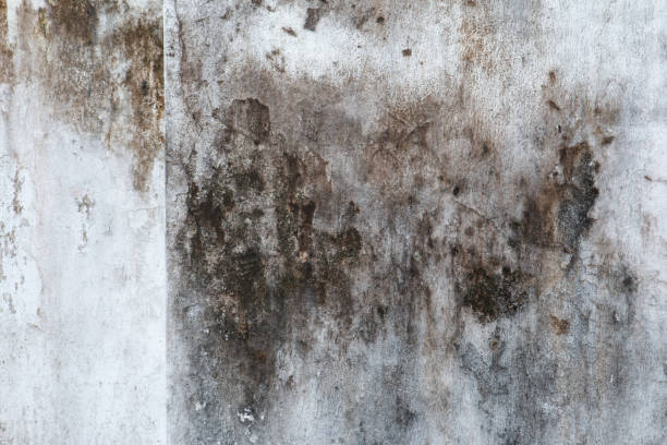 Best Biohazard Mold Removal  in Ely, NV