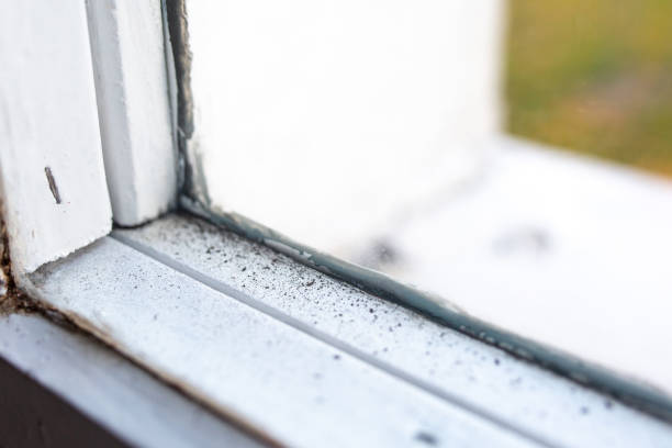 Best Mold-Related Health Consultation  in Ely, NV