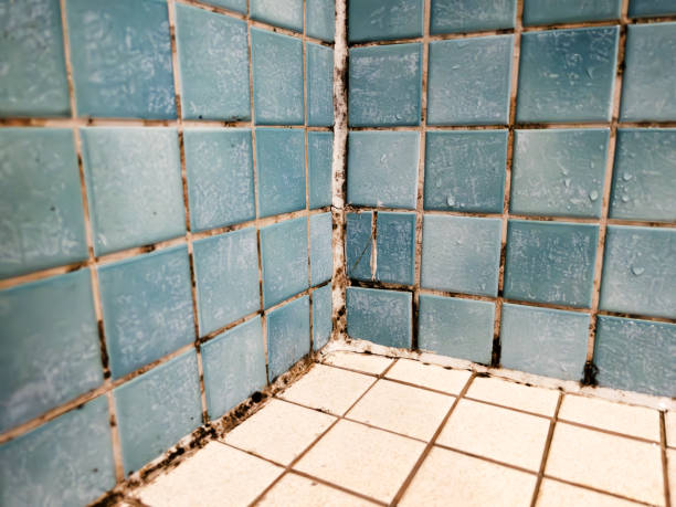 Best Mold Odor Removal Services  in Ely, NV