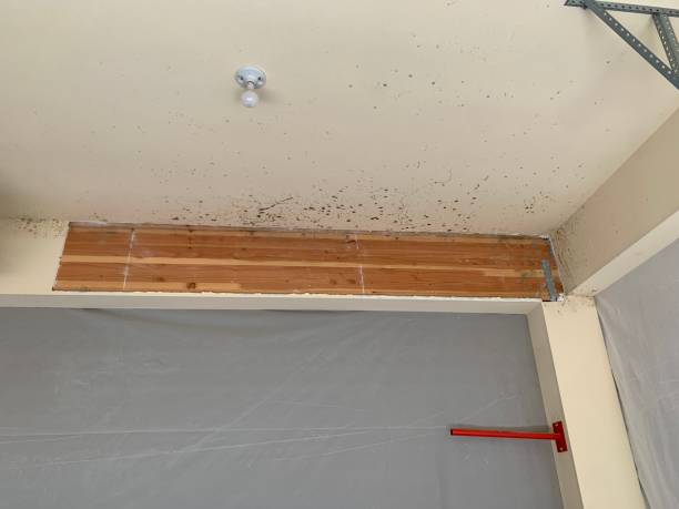 Best Airborne Mold Testing  in Ely, NV