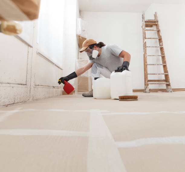 Ely, NV Mold Removal Company