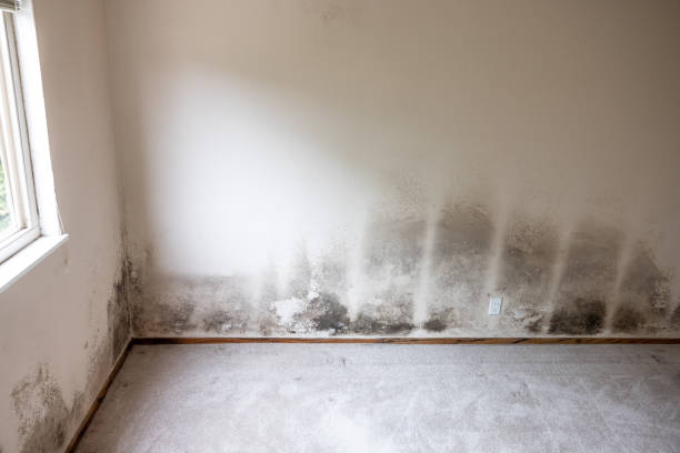 Best Basement Mold Removal  in Ely, NV