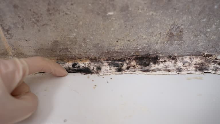Best HVAC Mold Inspection and Cleaning  in Ely, NV