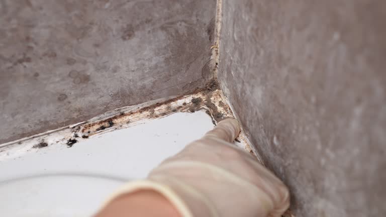 Best Mold Damage Restoration  in Ely, NV