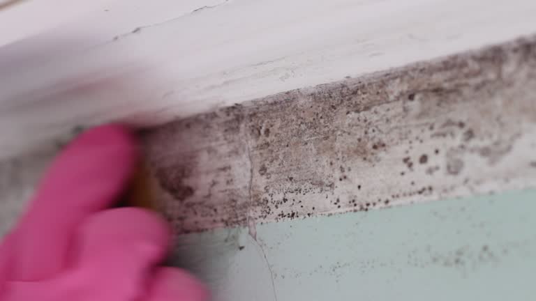Best Residential Mold Inspection & Testing  in Ely, NV